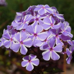 Floks (Phlox) - Płomyk wiechowaty - All In One - 1 kłącze