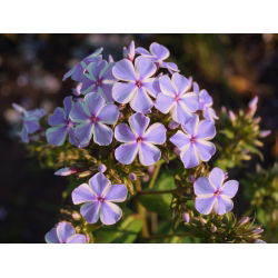 Floks (Phlox) - Płomyk wiechowaty - All In One - 1 kłącze