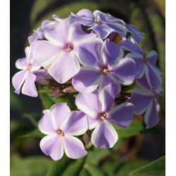Floks (Phlox) - Płomyk wiechowaty - All In One - 1 kłącze