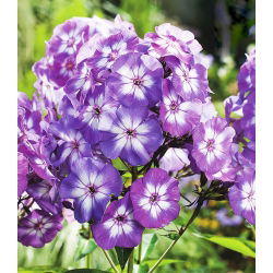 Floks (Phlox) - Płomyk wiechowaty - Laura - 1 kłącze