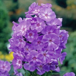 Floks (Phlox) - Płomyk wiechowaty - Laura - 1 kłącze