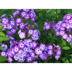 Floks (Phlox) - Płomyk wiechowaty - Laura - 1 kłącze