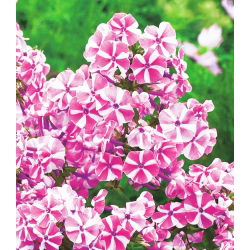 Floks (Phlox) - Płomyk wiechowaty - Peppermint Twist - 1 kłącze