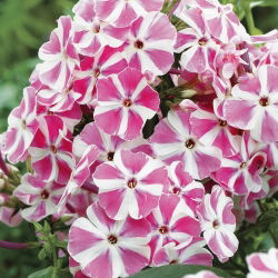 Floks (Phlox) - Płomyk wiechowaty - Peppermint Twist - 1 kłącze