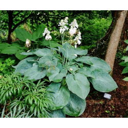Funkia - Hosta Big Daddy - 1 kłącze