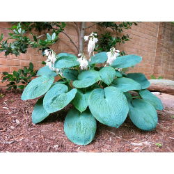 Funkia - Hosta Big Daddy - 1 kłącze