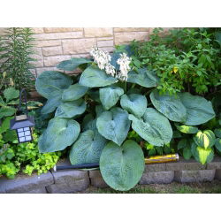 Funkia - Hosta Big Daddy - 1 kłącze