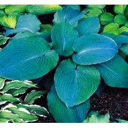 Funkia - Hosta Blue Angel - 1 kłącze