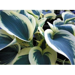 Funkia - Hosta Blue Ivory - 1 kłącze