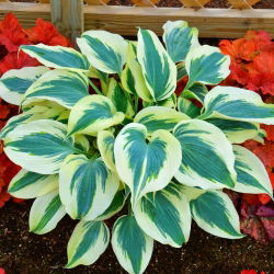 Funkia - Hosta Blue Ivory - 1 kłącze