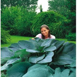 Funkia - Hosta Empress Wu - 1 kłącze