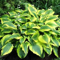 Funkia - Hosta Satisfaction - 1 kłącze