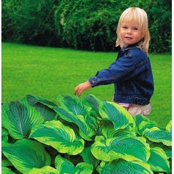 Funkia - Hosta Satisfaction - 1 kłącze