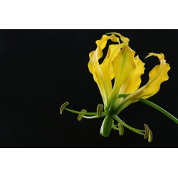 Glorioza żółta - Gloriosa Lutea
