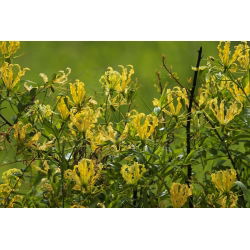 Glorioza żółta - Gloriosa Lutea