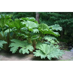 Gunnera olbrzymia - Gunnera manicata - gigantyczne liście!