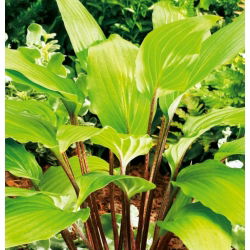 Funkia - Hosta Gooseberry Sundea - 1 kłącze