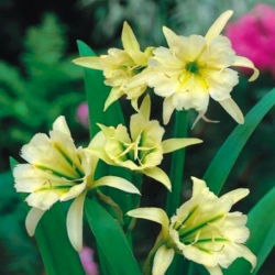Ismena Sulphur Queen - Błonczatka