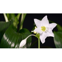 Lilia amazońska - Eucharis amazonica