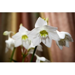 Lilia amazońska - Eucharis amazonica