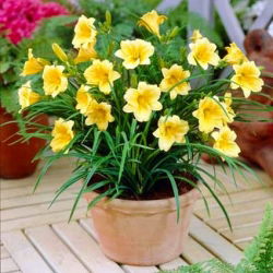 Liliowiec Stella D'oro