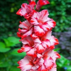 Gladiolus - Mieczyk Grey Hound - 5 cebulek