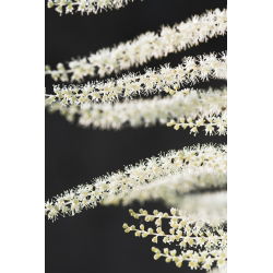Parzydło leśne - Aruncus dioicus - 1 szt.