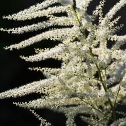 Parzydło leśne - Aruncus dioicus - 1 szt.