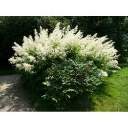 Parzydło leśne - Aruncus dioicus - 1 szt.