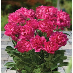 Piwonia, Paeonia - Patio London - niska, doniczkowa - 1 kłącze