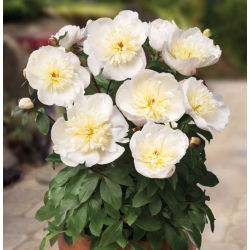 Piwonia, Paeonia - Patio Madrid - niska, doniczkowa - 1 kłącze