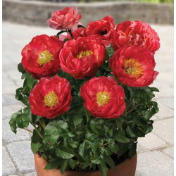 Piwonia, Paeonia - Patio Moscow - niska, doniczkowa - 1 kłącze