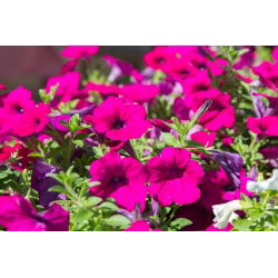Petunia zwisająca, Surfinia purpurowofioletowa Rubina - 80 nasion