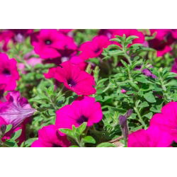 Petunia zwisająca, Surfinia purpurowofioletowa Rubina - 80 nasion