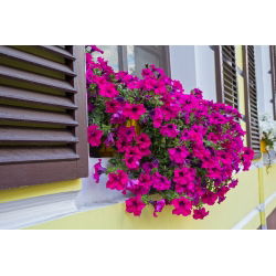 Petunia zwisająca, Surfinia purpurowofioletowa Rubina - 80 nasion
