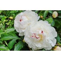 Piwonia, Paeonia - Festiva Maxima - 1 kłącze