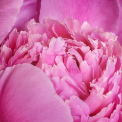 Piwonia, Paeonia - Edulis Superba - 1 kłącze
