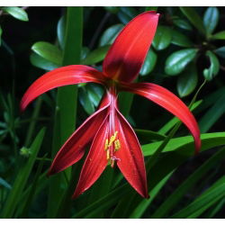 Sprekelia czerwona - Sprekelia Formosissima - głęboka czerwień - 1 szt.