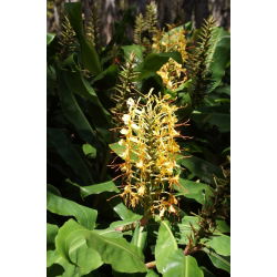 Wianecznik Gardnera - Hedychium gardnerianum - 1 duże kłącze