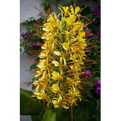 Wianecznik Gardnera - Hedychium gardnerianum - 1 duże kłącze