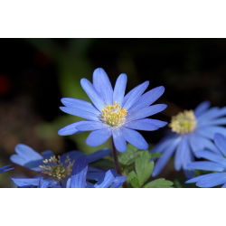 Zawilec grecki - Blue Shades - 8 szt.