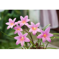 Zefirant różowy - 10 cebulek