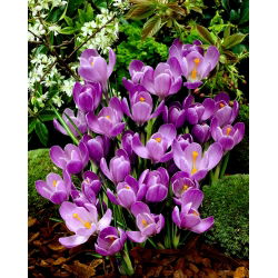 Krokus Flower Record - 10 szt.