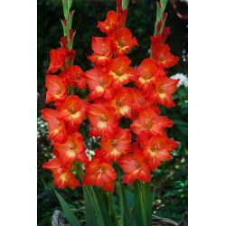 Gladiolus - Mieczyk Nikita - 5 cebulek