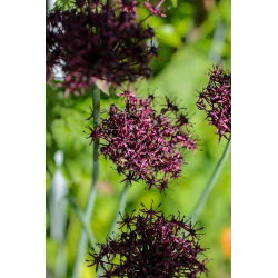 Czosnek ozdobny Atropurpureum - 5 szt.