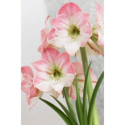 Hipeastrum - Amarylis - Apple Blossom