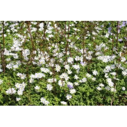 Zawilec grecki - White Splendour - 8 szt.