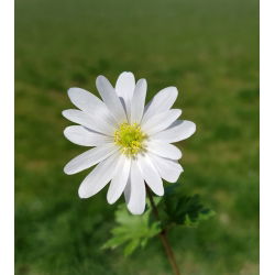 Zawilec grecki - White Splendour - 8 szt.