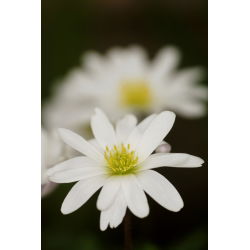 Zawilec grecki - White Splendour - 8 szt.