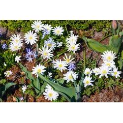 Zawilec grecki - White Splendour - 8 szt.